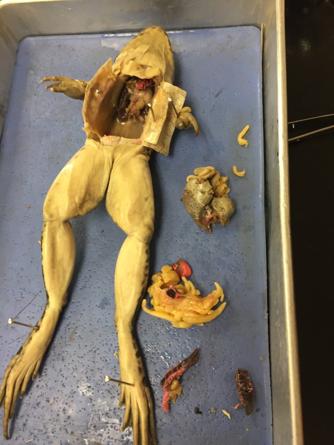 frog dissection